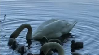 Swan Lake