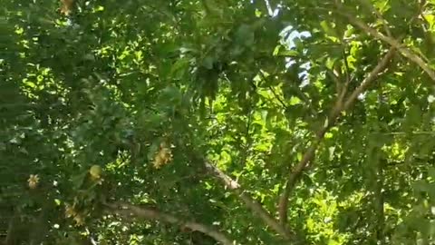 pomegranate tree by the road