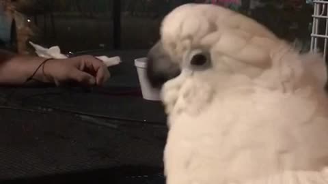 Shou Shou The Cockatoo Sings