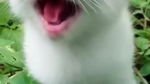 Cat Meowing🌹🐈🐈🌹-Cat Sound- Cute Cat Videos #