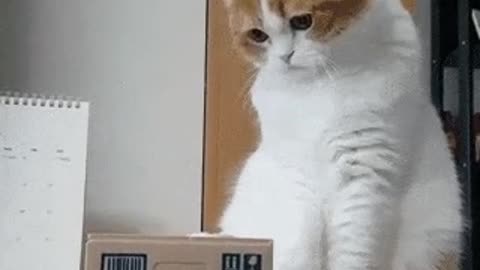 Funny cat try to know what is within a box