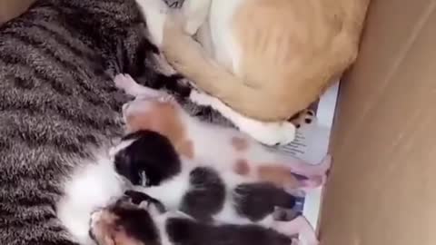 Small cats born suckling from her mother in the beautiful scenery