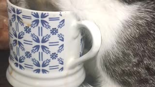 Cat drinking tea