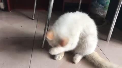 This White Cat is So Cute Surely You Wanna Have One | Viral Cat
