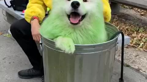 Samoyed dresses as Oscar the Grouch for Halloween