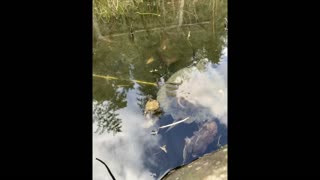 toads turtle rodeo