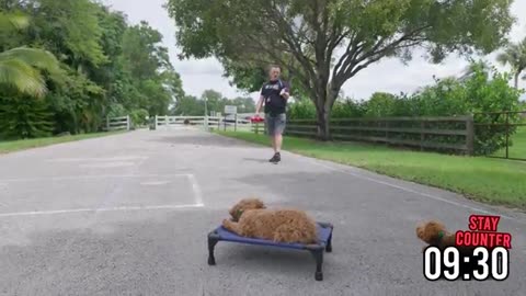 This Puppy Puts Most Dogs to Shame! AMAZING Labradoodle Performs PERFECT Training Commands