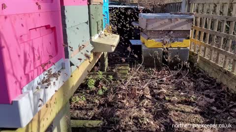 The Bees make an appearance 15th Feb 2021