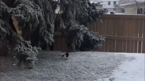 Magpie bird eats worms through iced ground