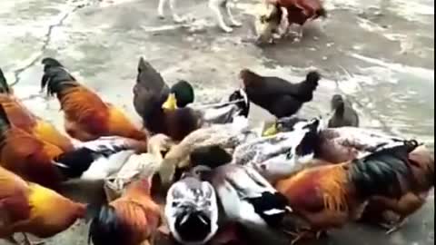 Funny fight between dog and chicken,that is crazy !