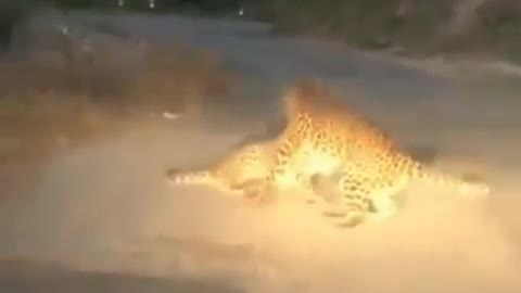 Cheeta figthing