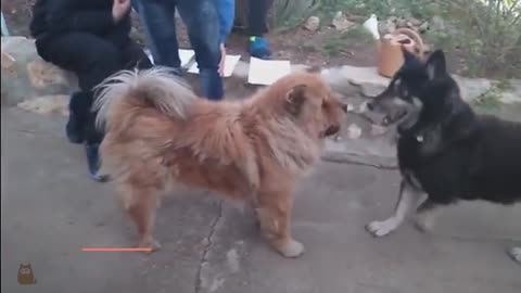 Introduce Two Dogs 🐶 Meeting interestingly