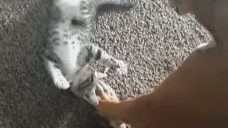 Kitty slaps the dog