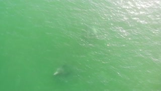 Unbelievable footage of Dolphins in Ventura, California