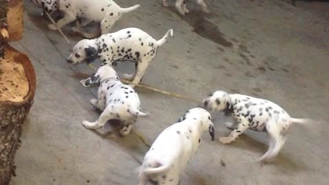 Dalmatian puppies play tug of war