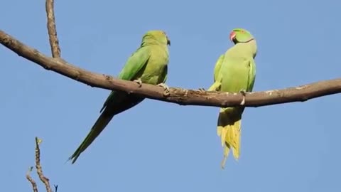 Parrots mating .. Rose ringed Parakeet pair ..