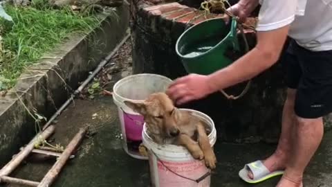 Bathing dogs