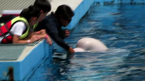 Beluga Whales kisses the Kids today