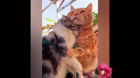 Nice cat and love