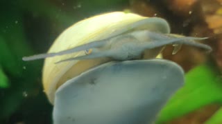 Mystery Snail-White Shell Blue Foot