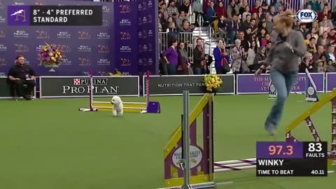 Watch 5 of the best WKC Dog Show moments to celebrate National Puppy Day | FOX SPORTS 2022
