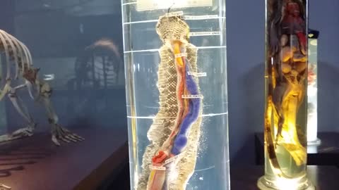 Turtle and Snake Anatomy Display