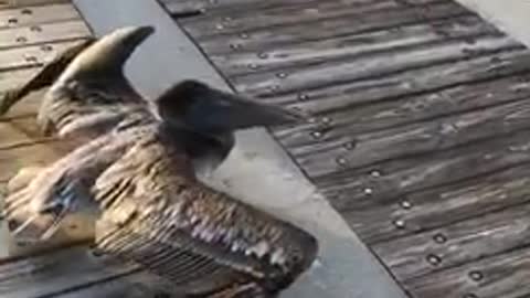 Seagull flies into a gate