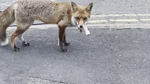 Flip the Fox Comes By For Supper