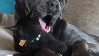 Black dog plays with kitten