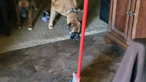 Witch broom scares the Boxers