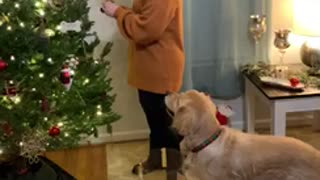 Doggo Helps Decorate