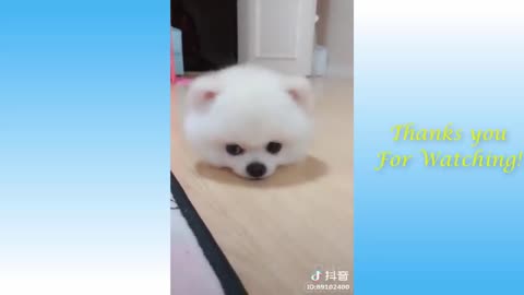 Cute funny puppy and cute cat playing video