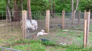 Great Pyrenees Pups Are More Comfortable w/ Their Goats! 9.5wks
