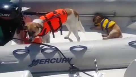 Dogs are the best! - Dogs on Boats