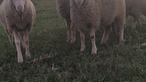 sheep graze in the meadow