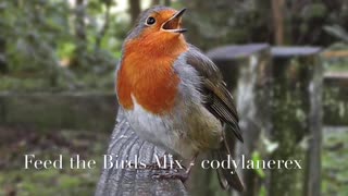 Feed the Birds: Mary Poppins Remix