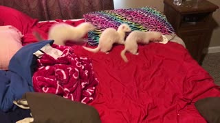 Adorable ferrets playing on the bed. So much silliness.