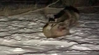 8-Point Buck Faces Off Against Mountain Lion