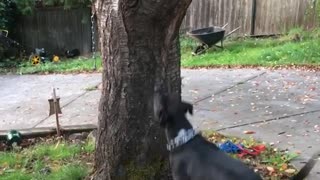 Black dog jumps and gets tree branch from tree