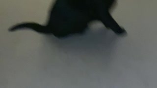Black Cat Exercise...