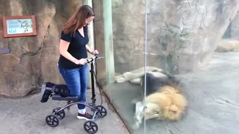 This Lion🦁 Really Wants Her Scooter | ORIGINAL VIDEO
