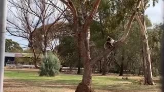 Koala Has Close Call Crossing Busy Road