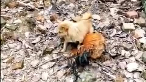 Chicken Vs DOG Fighting Funny Video