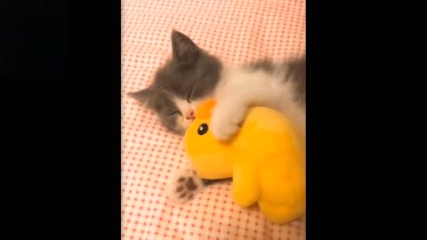 Cute And Funny Pets Try Not To Laugh To These Pets Compilation 7 Cutest Lands