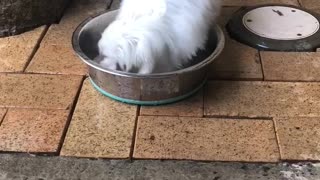 Mini Maltese Pup Takes a Swim in Water Bowl