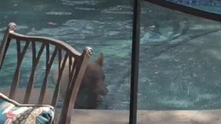 Bear Lounges in Swimming Pool