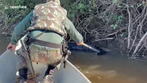 Anaconda stuck in branches after swallowing wild animal gets rescued by police