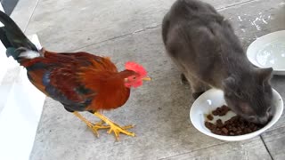 Cat and Rooster - very funny