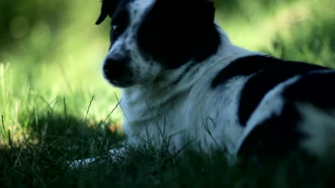 Black White Dog lay Down On The Green Grass - Free HD stock footage