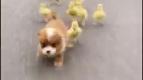 dog and ducks